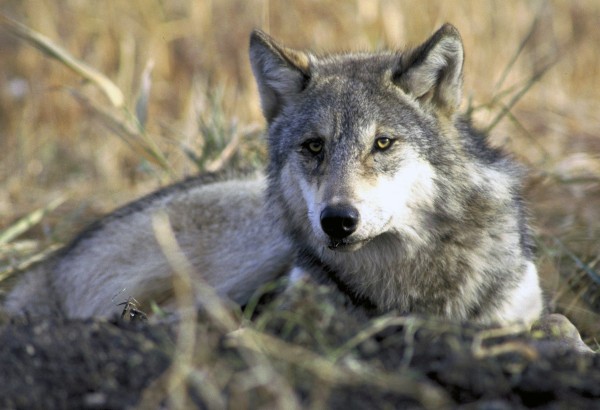 A gray wolf resting in tall grass. A gray wolf resting in tall grass.