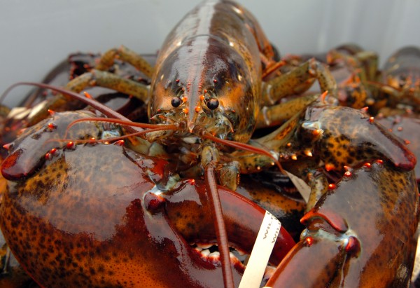 A lobster is seen at Barney Cove Lobster Co. in July 2009. On the heels of last year’s record-shattering Maine lobster catch, another bountiful harvest is expected this year. But lobstermen are worried about high fuel costs, high bait costs and a still-fragile economy. A lobster is seen at Barney Cove Lobster Co. in July 2009. On the heels of last year’s record-shattering Maine lobster catch, another bountiful harvest is expected this year. But lobstermen are worried about high fuel costs, high bait costs and a still-fragile economy.