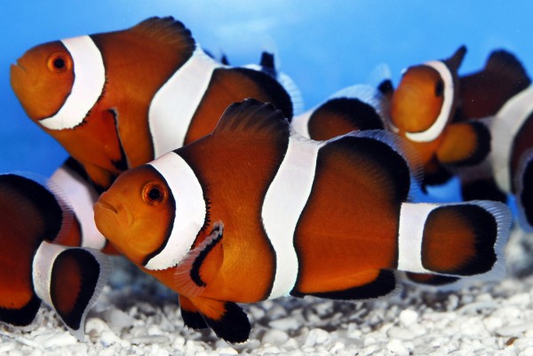 Maine Mocha clownfish are among the species tropical fish being raised at Sea & Reef Aquaculture LLC. Maine Mocha clownfish are among the species tropical fish being raised at Sea & Reef Aquaculture LLC.