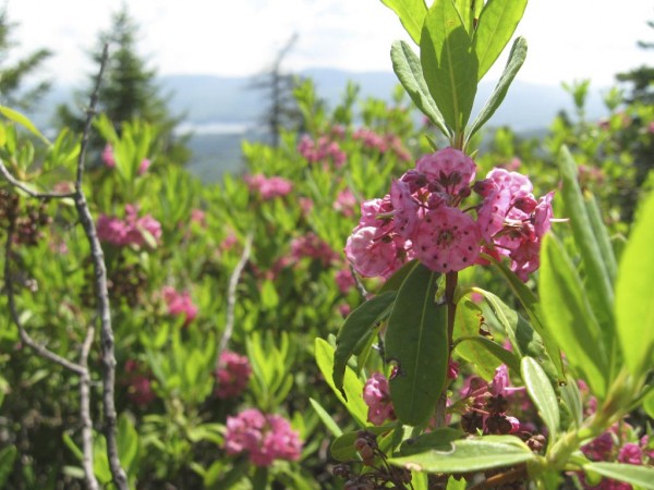 Sheep laurel grows at higher elevations like this specimen at around 2,200 feet on Pleasant Pond Mountain in Caratunk. Sheep laurel grows at higher elevations like this specimen at around 2,200 feet on Pleasant Pond Mountain in Caratunk.