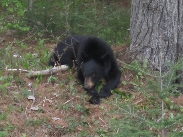 A yearling black bear appears to be awaiting its next handout just off the Charlotte Road in Baring, where passersby have stopped their cars to take pictures and feed it. Officials from the Moosehorn National Wildlife Refuge are warning people that bears can be dangerous and to stop feeding the animal. A yearling black bear appears to be awaiting its next handout just off the Charlotte Road in Baring, where passersby have stopped their cars to take pictures and feed it. Officials from the Moosehorn National Wildlife Refuge are warning people that bears can be dangerous and to stop feeding the animal.