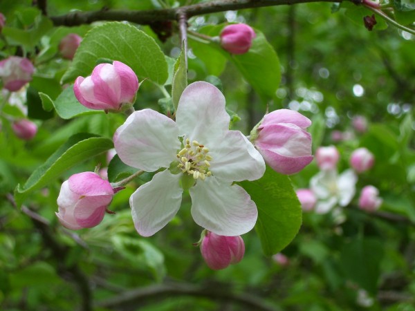 Crabapple blossom Crabapple blossom