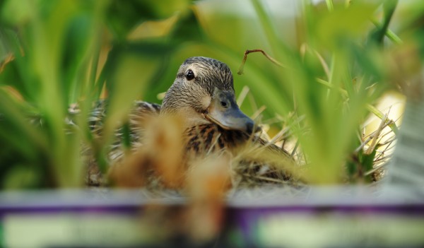Nestled between the hostas at the Bangor Home Depot, a female mallard duck sits on seven eggs on Tuesday, May 31, 2011, waiting for hatchlings. This is the second year the duck has returned to nest in the store's lawn and garden section. Nestled between the hostas at the Bangor Home Depot, a female mallard duck sits on seven eggs on Tuesday, May 31, 2011, waiting for hatchlings. This is the second year the duck has returned to nest in the store's lawn and garden section.
