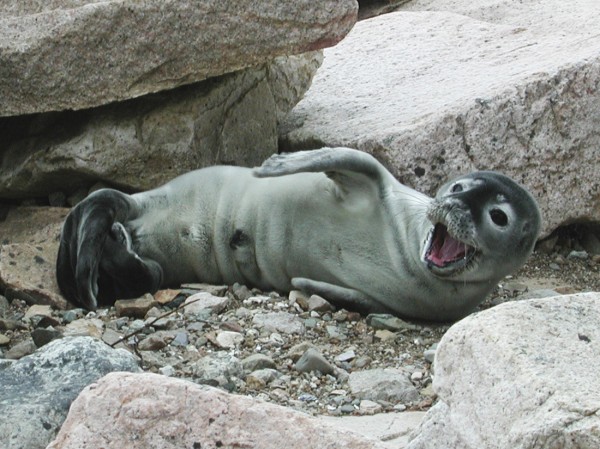 Being left high and dry with no mom in sight is part of the life of a harbor seal pup. (Photo courtesy of Allied Whale) Being left high and dry with no mom in sight is part of the life of a harbor seal pup. (Photo courtesy of Allied Whale)