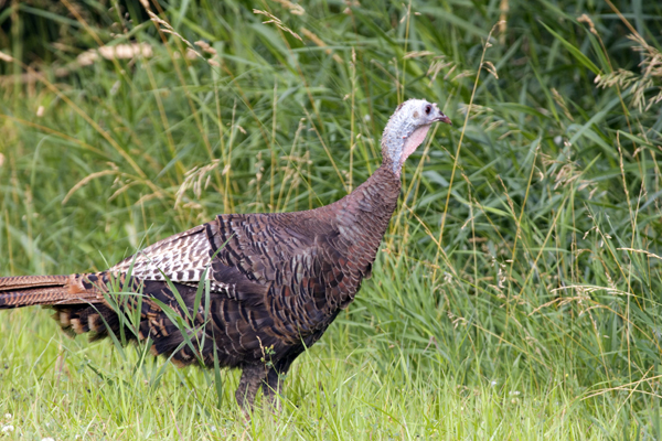 A female wild turkey A female wild turkey