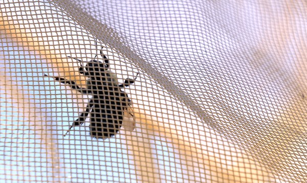 A bumblebee in one of the tents Frank Drummond of the University of Maine uses in a study in Jonesboro. Drummond and his team release the bumblebees into tents where the blueberry plants were treated with pesticides at different times, or not at all. A bumblebee in one of the tents Frank Drummond of the University of Maine uses in a study in Jonesboro. Drummond and his team release the bumblebees into tents where the blueberry plants were treated with pesticides at different times, or not at all.