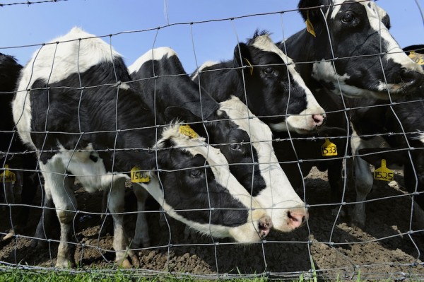 Beef and dairy cows graze on Peter Orr's farm in Thompson, Conn., Tuesday, May 3, 2011. State agriculture departments in the region are financing a marketing study to help dairy farmers and beef producers like Orr to establish markets for locally their produced beef. But the stumbling blocks for farmers and meat processors are many: Setting up a slaughterhouse is a big investment, and local zoning rules bar such businesses. Meatpackers in New England say it's hard to compete price-wise with slaughterhouses in other states, and they have trouble keeping skilled meat cutters and other workers. Beef and dairy cows graze on Peter Orr's farm in Thompson, Conn., Tuesday, May 3, 2011. State agriculture departments in the region are financing a marketing study to help dairy farmers and beef producers like Orr to establish markets for locally their produced beef. But the stumbling blocks for farmers and meat processors are many: Setting up a slaughterhouse is a big investment, and local zoning rules bar such businesses. Meatpackers in New England say it's hard to compete price-wise with slaughterhouses in other states, and they have trouble keeping skilled meat cutters and other workers.