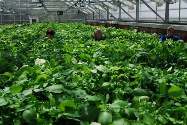 Joan Whipple (from left), Gloria Russell and Jerica Fox harvest mini-tubers from the new hydroponic system in one of the Porter Seed Farm's greenhouses in Masardis. Joan Whipple (from left), Gloria Russell and Jerica Fox harvest mini-tubers from the new hydroponic system in one of the Porter Seed Farm's greenhouses in Masardis.