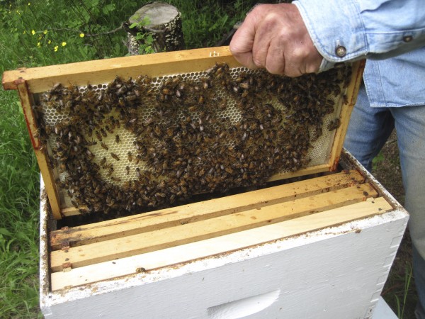 Once the hive is inspected, the frames — and bees — go back into the hive and back to work. Once the hive is inspected, the frames — and bees — go back into the hive and back to work.