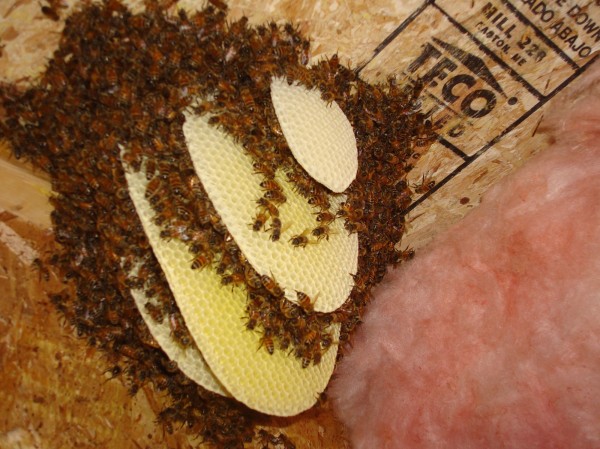 After removing about 75% of the bees, Peter Cowin was able to see the comb. After removing about 75% of the bees, Peter Cowin was able to see the comb.