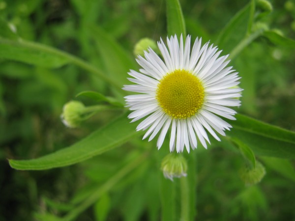 Fleabane Fleabane