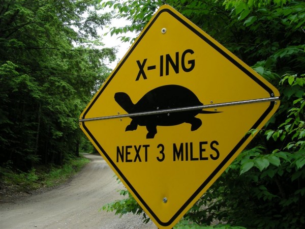 New road signs warn of turtle crossing area New road signs warn of turtle crossing area