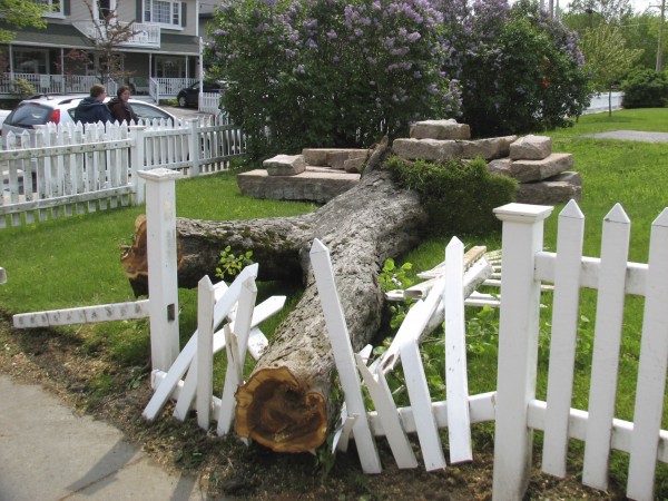 Two pedestrians walk Wednesday past a fallen tree that blew over in high winds by the intersection of Rodick and Mount Desert streets in Bar Harbor Two pedestrians walk Wednesday past a fallen tree that blew over in high winds by the intersection of Rodick and Mount Desert streets in Bar Harbor