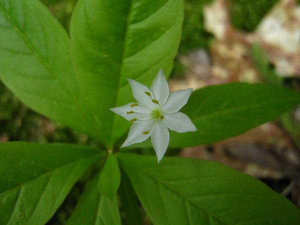 A starflower, 10 or so days late to blossom this May in Troy. A starflower, 10 or so days late to blossom this May in Troy.
