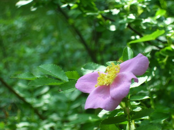 Wild rose Wild rose