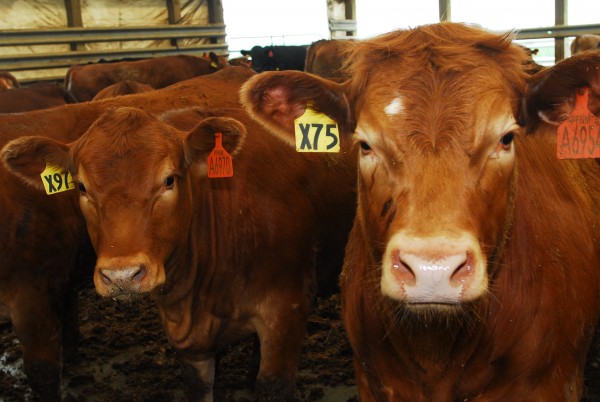Pineland Farms currently has 2,250 head of cattle at its feedlot in Fort Fairfield, in northern Aroostook County. Pineland Farms currently has 2,250 head of cattle at its feedlot in Fort Fairfield, in northern Aroostook County.