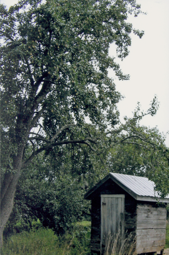 Enclosed you will find photos of my 1930 outhouse located at 481 McCrillis Corner Rd. in East Wilton, ME. There is one photo of the outhouse taken from the outside at a distance, a shot of the two holes from the inside, and a picture of a 1950 “Ladies Home Journal” cover decorating one wall.
This fine specimen of a two-holer is unusal because the holes are two different sizes and oval rather than round. My interest in outhouse began as a child growing up in Franklin County where my mother and aunt collected poems about outhouses and privies being accustomed to using such structures. I remember their laughter when one of them would find a new poem to add to the collection which I have now inherited. By the way, it’s very important that you know the difference between an outhouse and a privy. A privy is always attached to a house or barn, and an outhouse as the name suggests is out away from the rest of the buildings.
By entering this contest, I am continuing the family tradition of connecting poetry and outhouses by submitting an original poem which I wrote recently to accompany my photographs. Enclosed you will find a Shakespearean sonnet inspired by my very own outhouse and this contest.
A Moment’s Pause
Hand carved seats beyond the door invite
A moment’s pause underneath the pear
Tree. Lonely looking outhouse sitting right
Beside the orchard still was built with care
For two; a large and small hole, edges round
And smooth from wear and shaped in perfect oval
Form. A child visiting is found
Accompanied by a parent until
The distance from the house is braved alone
Or with an older sibling well aware
Of dangers in the night and over grown
Thistles off the path, if one should dare
To stray. Users of an outhouse have known
Adventure and solace rarely learned in town.