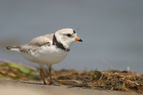 Piping plover Courtesy of Maine Audubon Piping plover Courtesy of Maine Audubon
