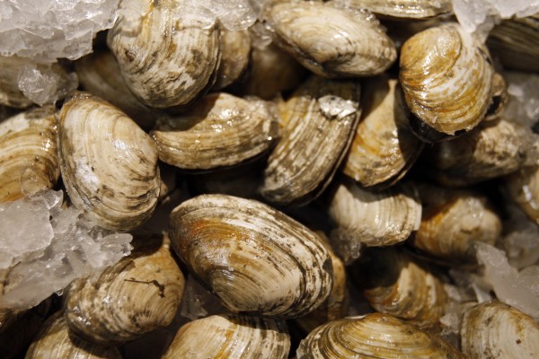 Clams are for sale at Free Range Fish and Lobster in 2009 in Portland. Clams are for sale at Free Range Fish and Lobster in 2009 in Portland.