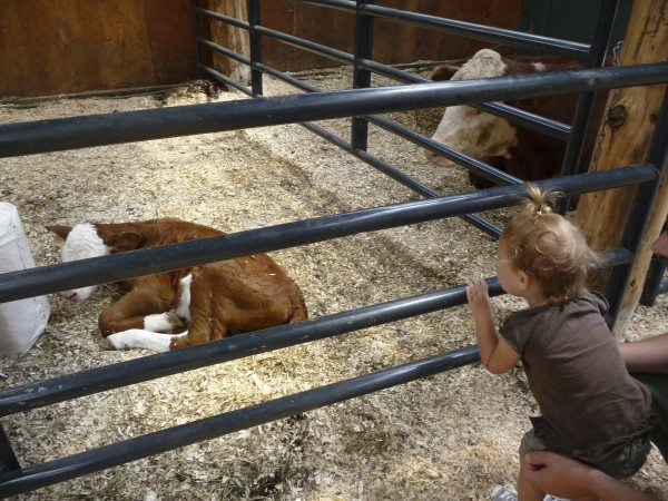 Maya Laplant, 1, of Addison, gets a close-up visit with a 3-day old Hereford calf at Coyote Creek Farm in Milbridge on Sunday, July 24, 2011. More than 112 farms across Maine participated in the annual Open Farm Day, and visitors got to experience farm life, milk cows, take hay rides, harvest vegetables and make cheese. Maya Laplant, 1, of Addison, gets a close-up visit with a 3-day old Hereford calf at Coyote Creek Farm in Milbridge on Sunday, July 24, 2011. More than 112 farms across Maine participated in the annual Open Farm Day, and visitors got to experience farm life, milk cows, take hay rides, harvest vegetables and make cheese.