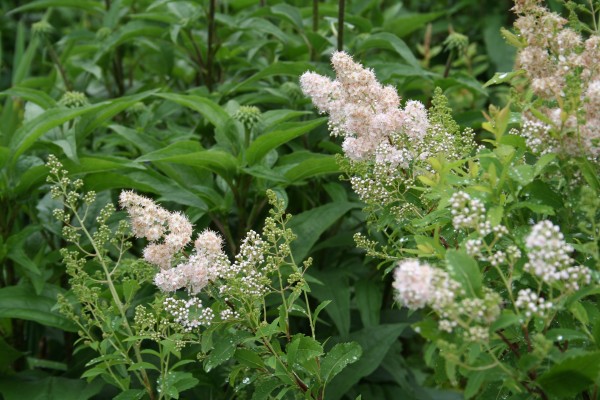 Meadowsweet has a long flowering season, mid-June through August, and is a magnet for beneficial insects. Meadowsweet has a long flowering season, mid-June through August, and is a magnet for beneficial insects.