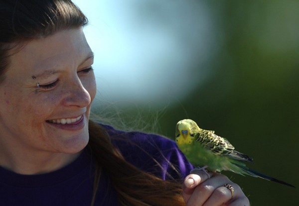 Bridgette Hamilton of Bangor admires a stray parakeet perched on her finger Tuesday. Hamilton was walking along Front Street with her mother when the stray bird flittered out to her from inside a tent workers were setting up for the upcoming American Folk Festival. Bridgette Hamilton of Bangor admires a stray parakeet perched on her finger Tuesday. Hamilton was walking along Front Street with her mother when the stray bird flittered out to her from inside a tent workers were setting up for the upcoming American Folk Festival.
