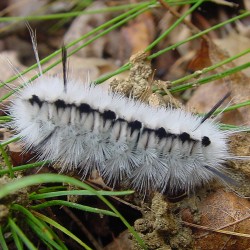 Entomologists Beware Of Hickory Tussock Caterpillar State
