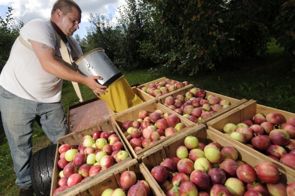 Lee West, left, of Detroit, a seasonal worker at Maine-ly Apples, was busy Friday picking and sorting apples such as these Jerseymacs off the outside branches of some of the 1650 apples trees at the 17-acre orchard in Dixmont. The Olsen family and their crew there are concerned that many of the orchard's apples could be susceptible to the winds that Hurricane Irene might bring on Sunday. Lee West, left, of Detroit, a seasonal worker at Maine-ly Apples, was busy Friday picking and sorting apples such as these Jerseymacs off the outside branches of some of the 1650 apples trees at the 17-acre orchard in Dixmont. The Olsen family and their crew there are concerned that many of the orchard's apples could be susceptible to the winds that Hurricane Irene might bring on Sunday.