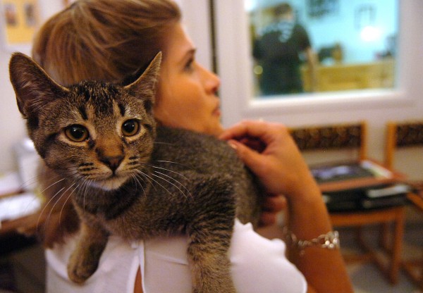 Stacey Coventry, spokeswoman for the Bangor Humane Society, holds Pete, one of the over 250 cats currently being cared for at the shelter and in foster homes, on Thursday, July 18, 2011. Earlier this week, over 50 felines were surrendered to the Humane Society in less than 48 hours. Stacey Coventry, spokeswoman for the Bangor Humane Society, holds Pete, one of the over 250 cats currently being cared for at the shelter and in foster homes, on Thursday, July 18, 2011. Earlier this week, over 50 felines were surrendered to the Humane Society in less than 48 hours.