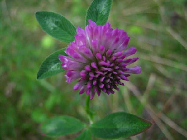 Red clover Red clover