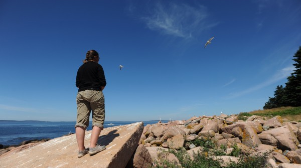 College of the Atlantic student Kate Shleper looks out over one of the gull colonies on the western shore of Great Duck Island on Monday, July 25, 2011. The colony has experinced a high incident rate of eagle attacks on Herring gull chicks. College of the Atlantic student Kate Shleper looks out over one of the gull colonies on the western shore of Great Duck Island on Monday, July 25, 2011. The colony has experinced a high incident rate of eagle attacks on Herring gull chicks.