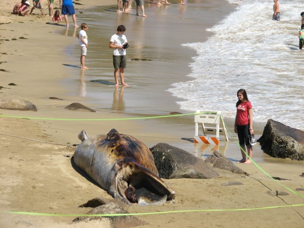 Helen Burgess, 14, of Morristown, N.J., gets a close look Monday at a dead minke whale while visiting Sand Beach in Acadia National Park with her family. "It's bad that it's dead, but it's kind of interesting to see up close," Helen's mother, Barbara Burgess, said of the whale, which washed up on the beach on Sunday. Helen Burgess, 14, of Morristown, N.J., gets a close look Monday at a dead minke whale while visiting Sand Beach in Acadia National Park with her family. "It's bad that it's dead, but it's kind of interesting to see up close," Helen's mother, Barbara Burgess, said of the whale, which washed up on the beach on Sunday.