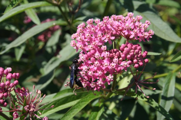 The great black wasp foraging for nectar and pollen on the blossoms of swamp milkweed. The great black wasp foraging for nectar and pollen on the blossoms of swamp milkweed.