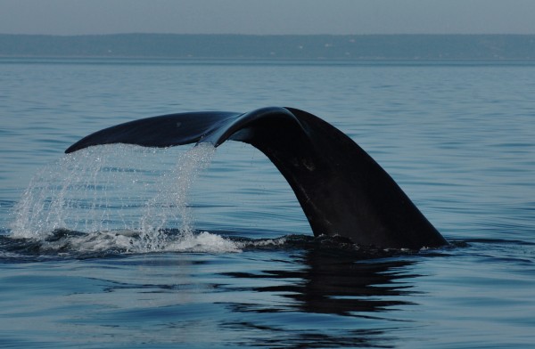 A North Atlantic right whale shows its fluke as it dives in the Bay of Fundy in 2009. A North Atlantic right whale shows its fluke as it dives in the Bay of Fundy in 2009.