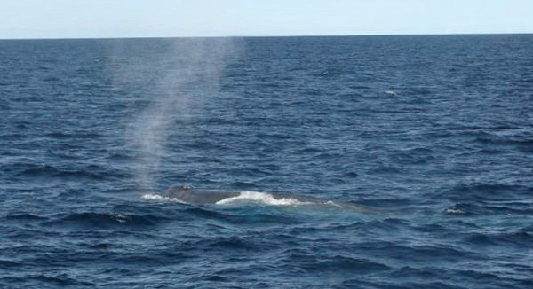 A blue whale surfaces off of Boothbay Harbor on Sunday, Sept. 11, 2011. Naturalists from two whale-watching boats say they saw the 80-foot blue whale, the world's largest mammal, about 15 miles south of Boothbay Harbor. A blue whale surfaces off of Boothbay Harbor on Sunday, Sept. 11, 2011. Naturalists from two whale-watching boats say they saw the 80-foot blue whale, the world's largest mammal, about 15 miles south of Boothbay Harbor.