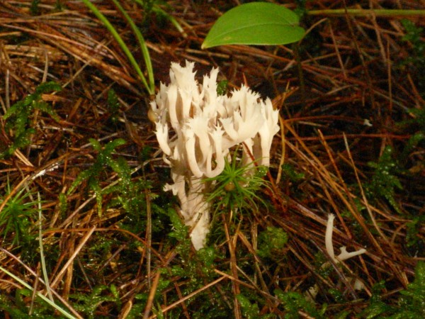 Crested coral Crested coral
