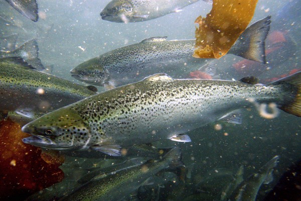 Atlantic salmon swim in a pen in October 2008 in Eastport. Atlantic salmon swim in a pen in October 2008 in Eastport.
