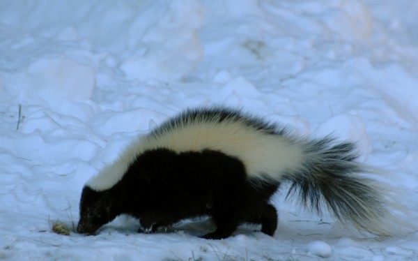 A skunk is seen in January 2007 in Bangor. A number of County residents are reporting problems with skunks digging up their lawns and generally being a nuisance. In fact, the situation is so pungent that Animal Control Officer Kevin Upton is having a hard time keeping up with the number of complaints. A skunk is seen in January 2007 in Bangor. A number of County residents are reporting problems with skunks digging up their lawns and generally being a nuisance. In fact, the situation is so pungent that Animal Control Officer Kevin Upton is having a hard time keeping up with the number of complaints.