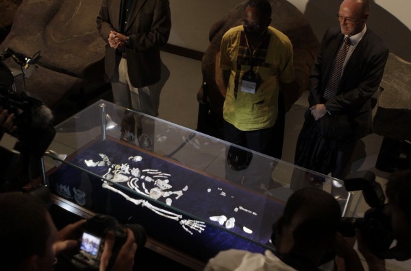 One of two sets of bones from Australopithecus sediba, found in South Africa, are unveiled at the University of the Witwatersrand in Johannesburg, Thursday, Sept. 8, 2011. One of two sets of bones from Australopithecus sediba, found in South Africa, are unveiled at the University of the Witwatersrand in Johannesburg, Thursday, Sept. 8, 2011.