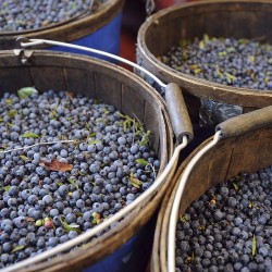 Timing of violation announcement angers president of Maine blueberry company