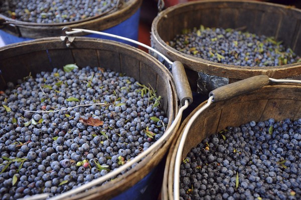 Just-raked baskets of blueberries are seen here at Spruce Mountain Blueberries in Rockport in 2010. Just-raked baskets of blueberries are seen here at Spruce Mountain Blueberries in Rockport in 2010.