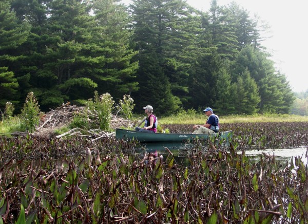 Board members of the Frenchman Bay Conservancy explored their newly acquired West Bay Pond property in Gouldsboro on Wednesday, Sept. 14, 2011. Bangor Hydro purchased the 576-acre property and then donated it to the conservancy in order to mitigate for wetlands that were disturbed as part of new transmission lines under construction. The Frenchman Bay Conservancy plans to permanently protect the property while keeping it open to paddlers, fishermen, hunters and other visitors. Board members of the Frenchman Bay Conservancy explored their newly acquired West Bay Pond property in Gouldsboro on Wednesday, Sept. 14, 2011. Bangor Hydro purchased the 576-acre property and then donated it to the conservancy in order to mitigate for wetlands that were disturbed as part of new transmission lines under construction. The Frenchman Bay Conservancy plans to permanently protect the property while keeping it open to paddlers, fishermen, hunters and other visitors.