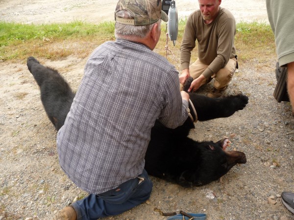 Hunting guide Bill Dereszewski (background) and the victim's uncle Leonard Luker (foreground) weigh the bear that bit Paul Lyndon McFalls in Marion Township Thursday, Sept. 29, 2011. Hunting guide Bill Dereszewski (background) and the victim's uncle Leonard Luker (foreground) weigh the bear that bit Paul Lyndon McFalls in Marion Township Thursday, Sept. 29, 2011.