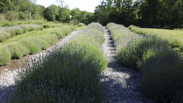 Rows of lavender await harvest at Glendarragh Lavender Farm in Appleton. Rows of lavender await harvest at Glendarragh Lavender Farm in Appleton.