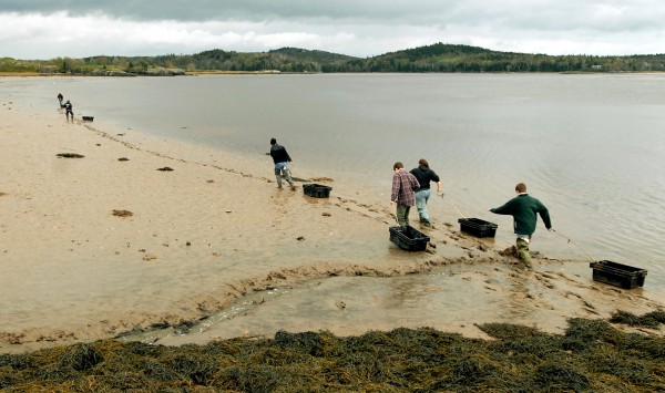 With totes in tow, students from Washington Academy make their way out to the clam flats by the bridge on Rim Road in East Machias on Wednesday October 5, 2011, to collect clams they planted on June 7. With totes in tow, students from Washington Academy make their way out to the clam flats by the bridge on Rim Road in East Machias on Wednesday October 5, 2011, to collect clams they planted on June 7.