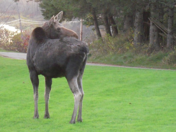 A moose seems drawn back to the apple trees, even in the eye of a camera lens. A moose seems drawn back to the apple trees, even in the eye of a camera lens.