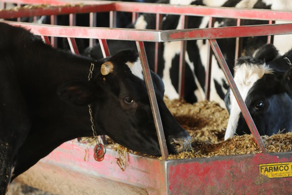 Cows feed on silage at Sunnydale Farm in St. Albans on Friday, October 28, 2011. Owner Brent Mower says the cost of feed has him concerned. He grows 100 acres of silage but has to supplement that with grain. "If you manage right, you can pay the bills but it's getting tougher," he said. Cows feed on silage at Sunnydale Farm in St. Albans on Friday, October 28, 2011. Owner Brent Mower says the cost of feed has him concerned. He grows 100 acres of silage but has to supplement that with grain. "If you manage right, you can pay the bills but it's getting tougher," he said.