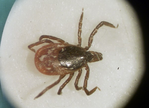 A female deer tick is shown under a microscope. A female deer tick is shown under a microscope.
