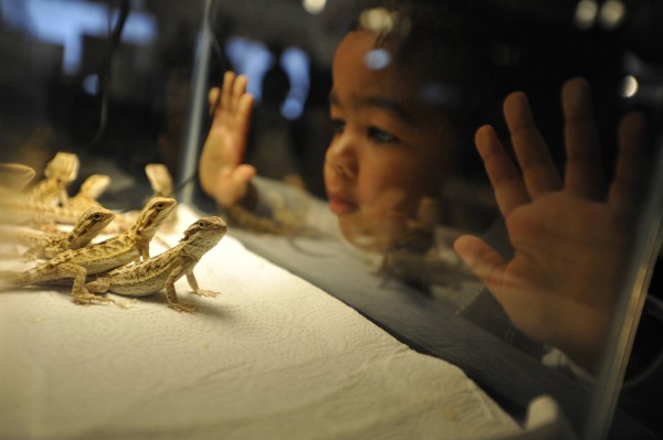 Two-year-old Janiece of Southwest Harbor makes a connection with several bearded dragon lizards while visiting the Northeast Reptile Expo at the Bangor Motor Inn Sunday, Oct. 16, 2011. Two-year-old Janiece of Southwest Harbor makes a connection with several bearded dragon lizards while visiting the Northeast Reptile Expo at the Bangor Motor Inn Sunday, Oct. 16, 2011.