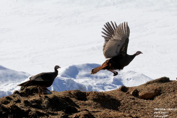 A turkey takes off. A turkey takes off.